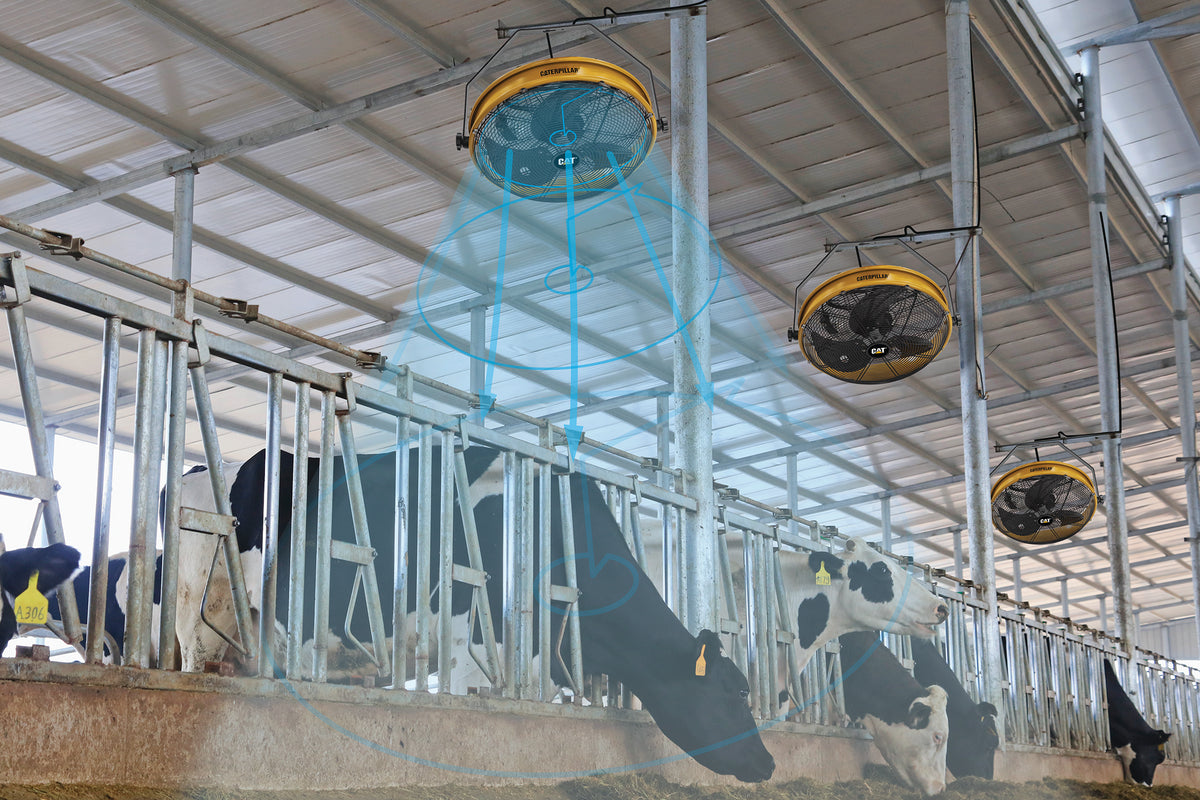 A dairy farm barn interior with several cows in stalls under hanging yellow ventilation fans, with a blue airflow overlay graphic.