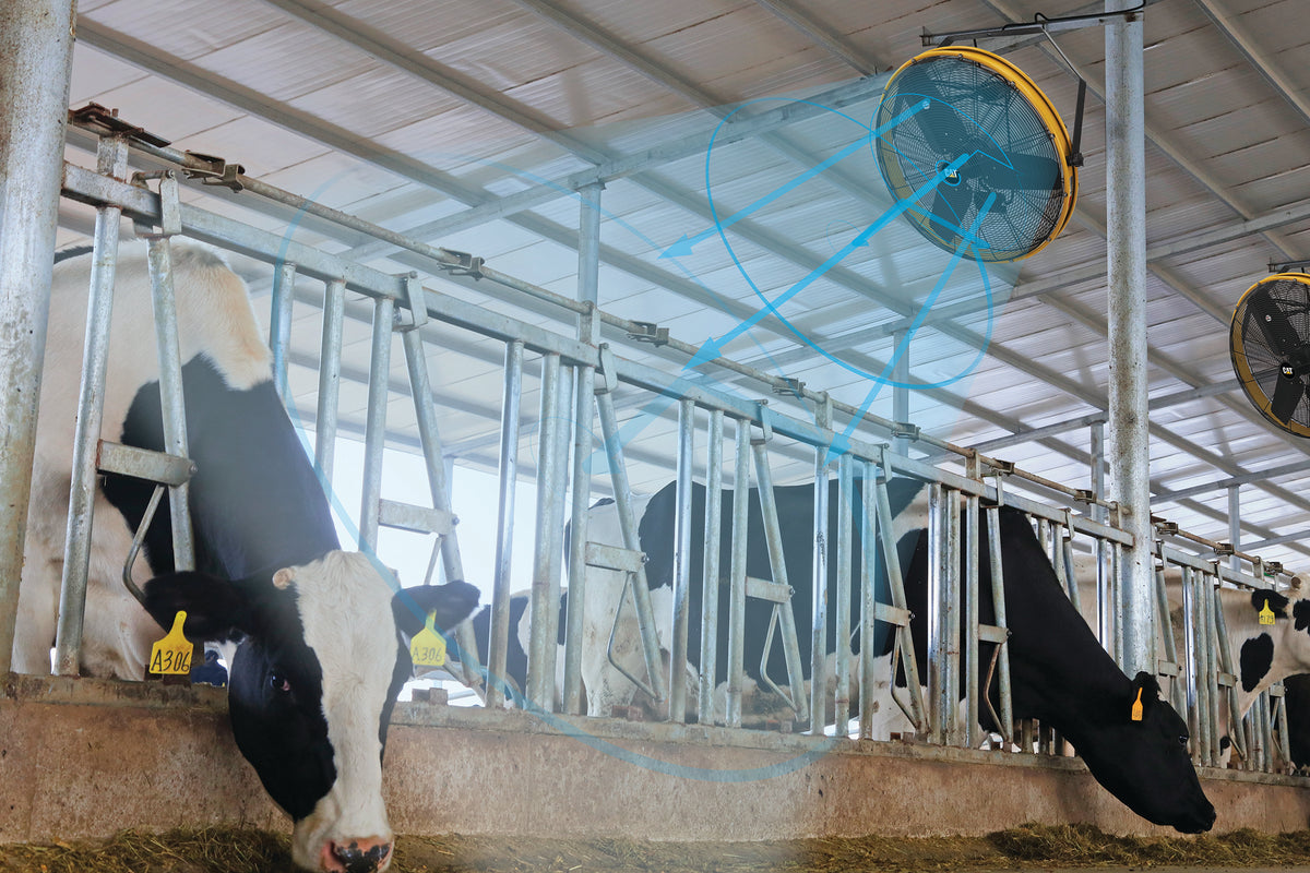 A modern dairy barn interior with several black-and-white cows in stalls under large industrial ceiling fans. Blue overlay graphics illustrate airflow or cooling direction from the fans.